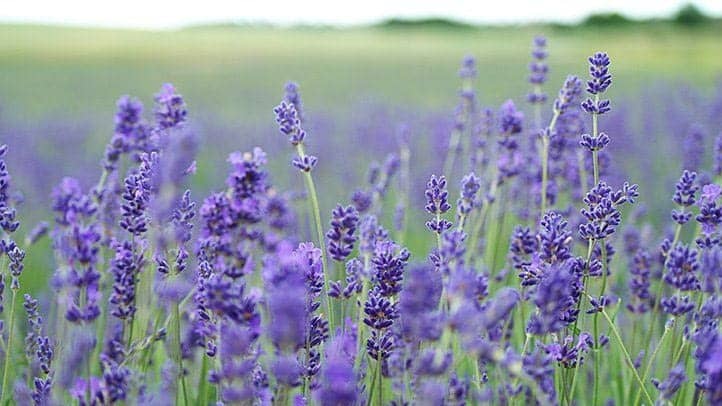 Aceite esencial de lavanda: Beneficios para dormir